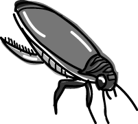 Diving Beetle